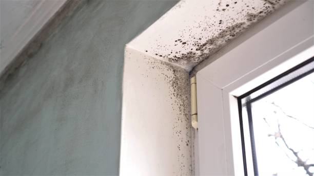 Best Mold Damage Restoration  in Athens, GA