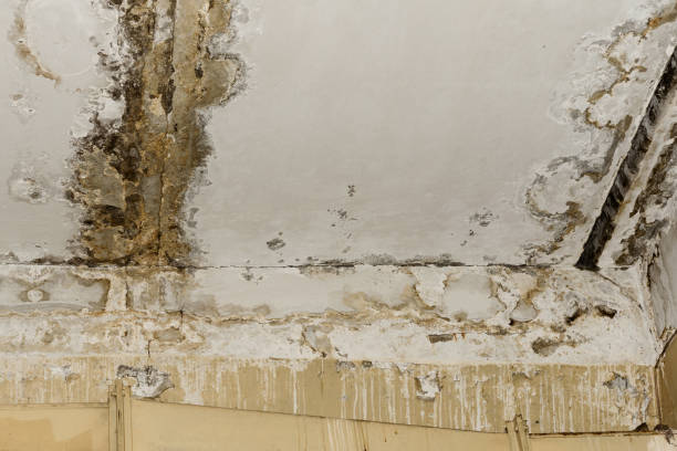 Best Biohazard Mold Removal  in Athens, GA