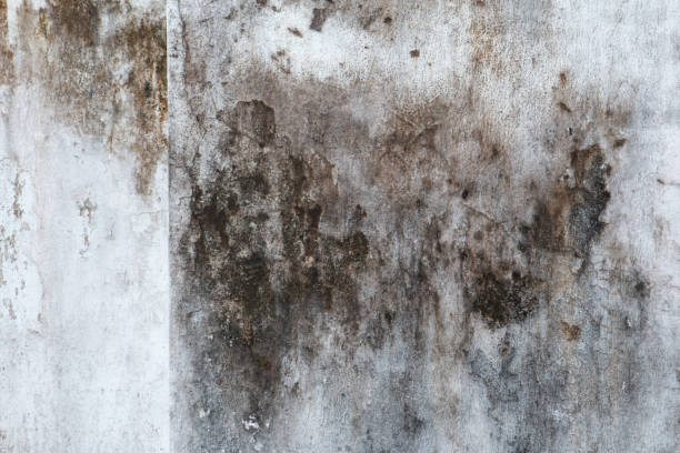 Best Comprehensive Air Testing for Mold Contaminants  in Athens, GA