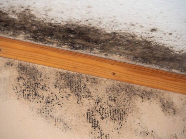 Best Airborne Mold Testing  in Athens, GA