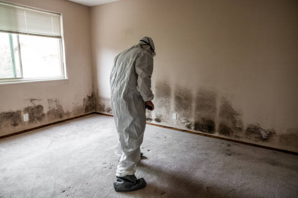 Trusted Athens, GA Mold Removal Experts