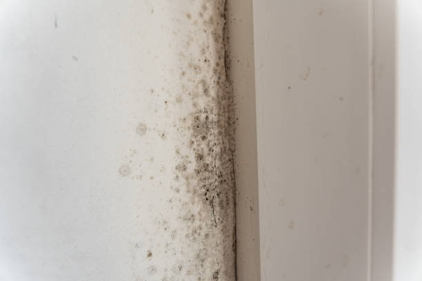 Best Emergency Mold Remediation  in Athens, GA