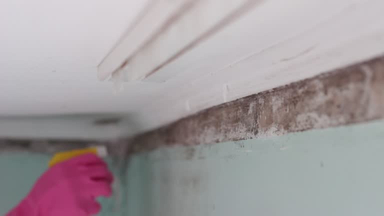  Athens, GA Mold Removal Pros